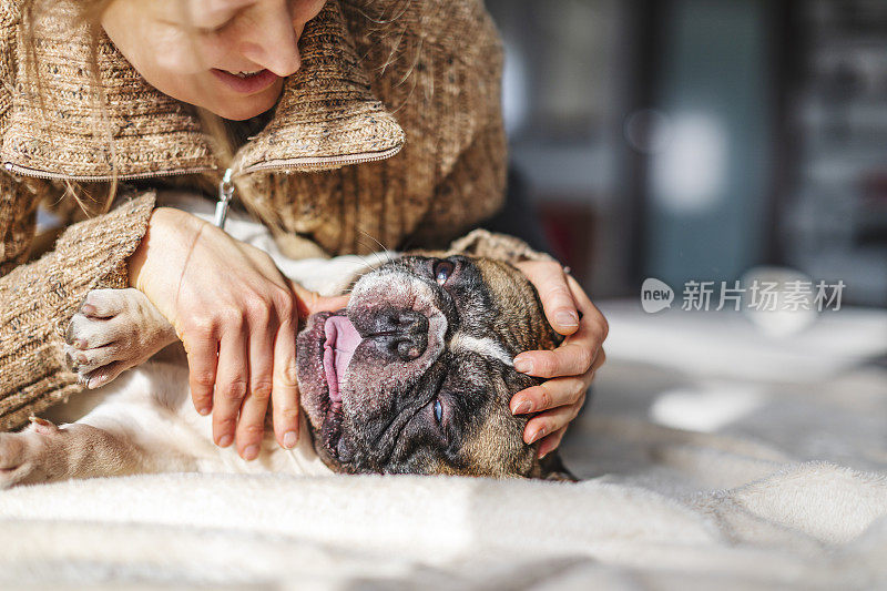 成年女子和她的法国斗牛犬在家里