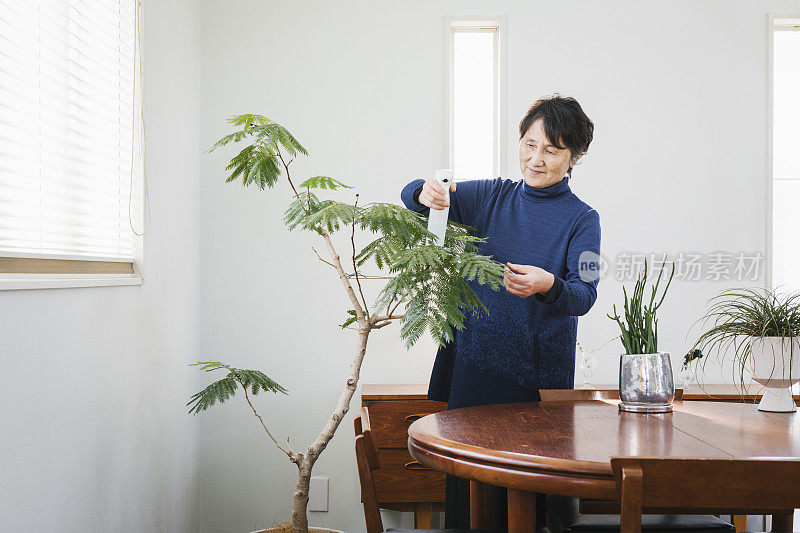 亚洲老年妇女在客厅里种花