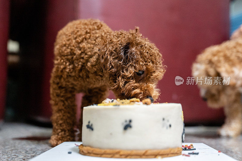 小玩具卷毛狗喜欢在家里吃生日蛋糕