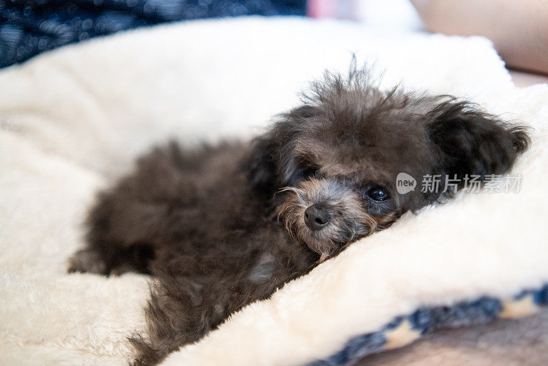 头发凌乱的银色玩具贵宾犬躺在狗床和看向别处