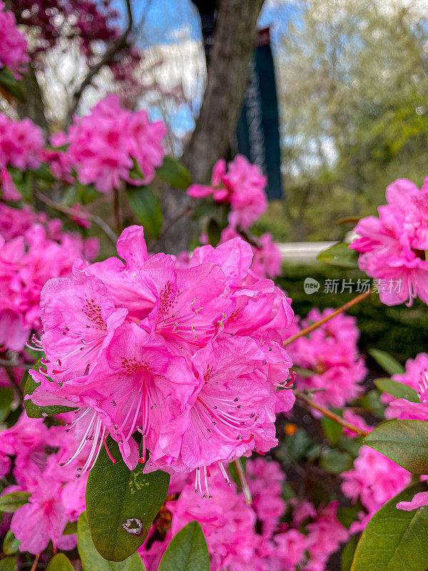 花、树等。