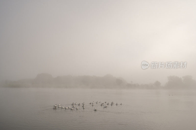 鹅鸟在雾气蒙蒙的早晨日出在艾瑟尔三角洲景观在上艾瑟尔