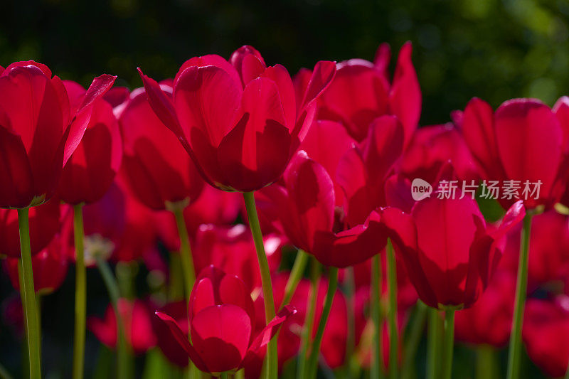 花园里的红色郁金香