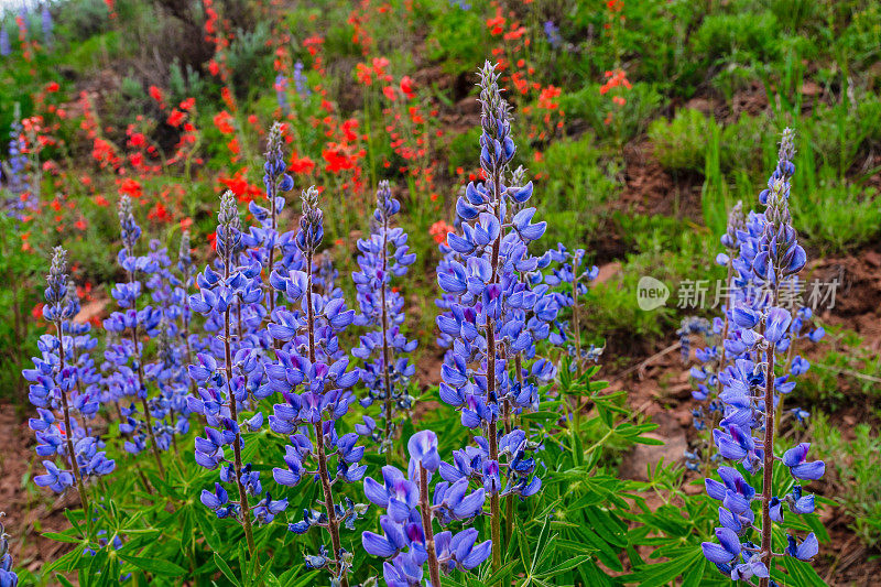 风景秀丽的高山峡谷野花草地