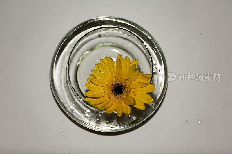 黄花在盛满水的碗里的桌面视图