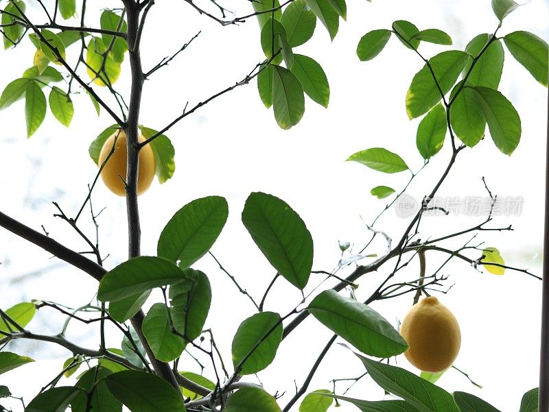 两个柠檬在树上