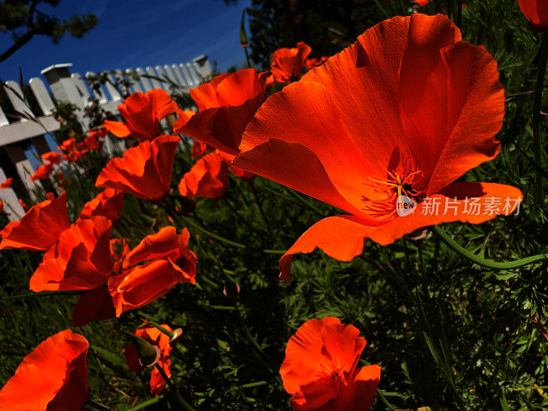 加州罂粟花——极端特写，风景