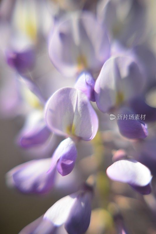 紫藤在阳光下生长