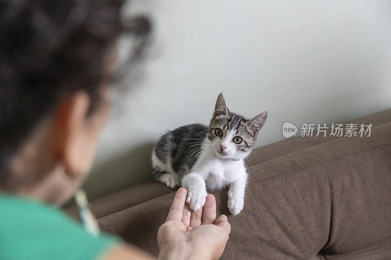 宠物猫把爪子伸向人的手