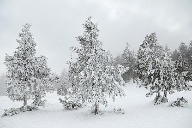 黄石公园冬季景观中树上的大雪