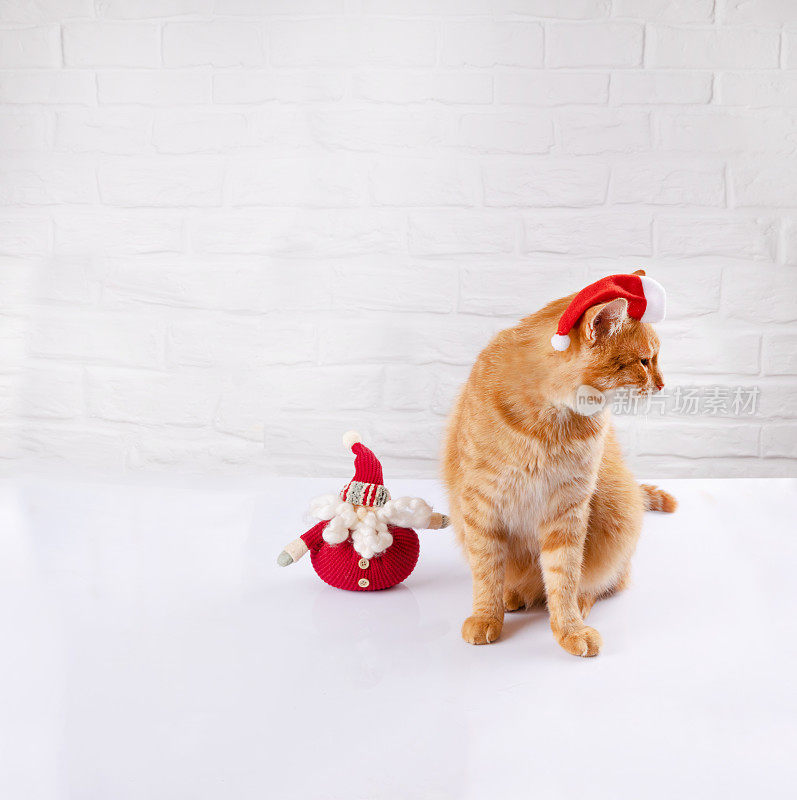 圣诞背景与姜黄色的猫。年度象征