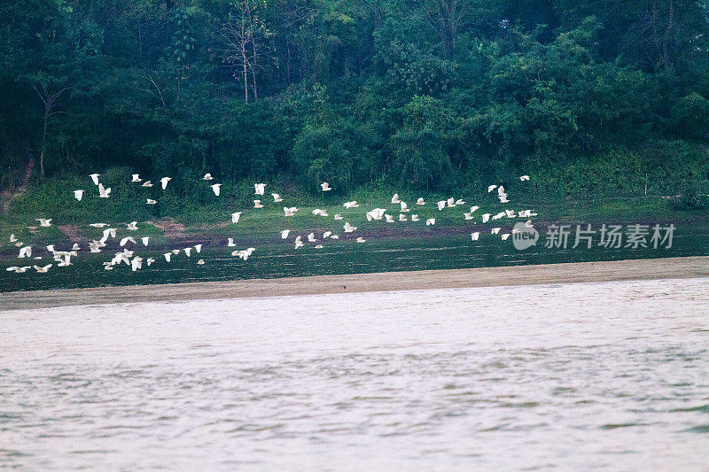 湄公河上低飞的大群泰国鹤