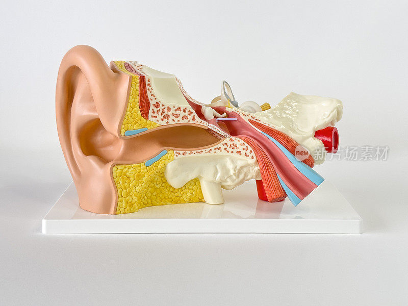 人类听觉系统模型