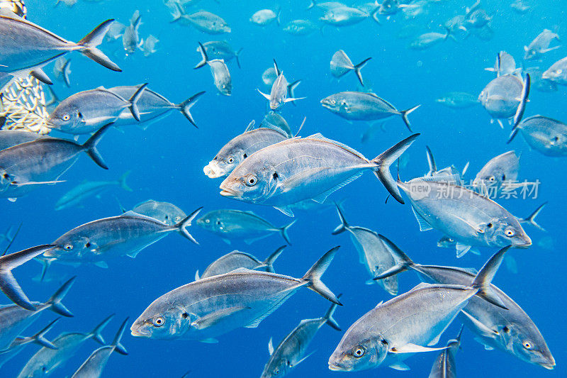 大群银杰克大眼鲹鱼在清澈的蓝色水域