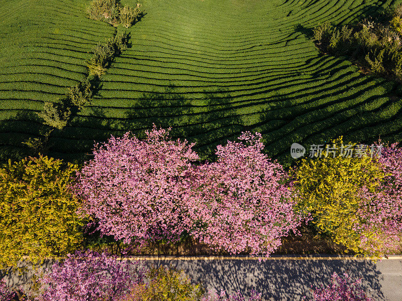 樱花有机茶园小径