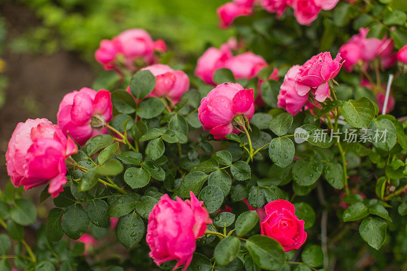 红玫瑰背景。夏天的花园。园艺