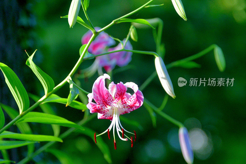 日本百合:精致的百合，有芳香的垂花