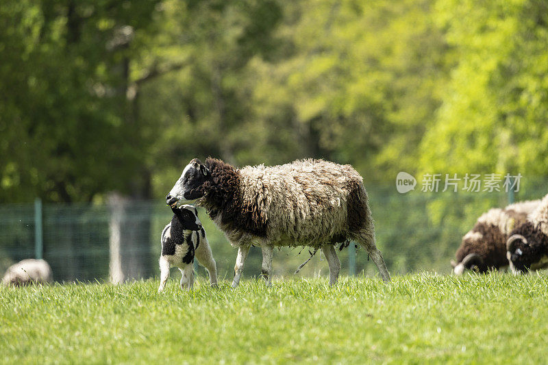 母雅各羊在他们的围场里繁殖和产羔