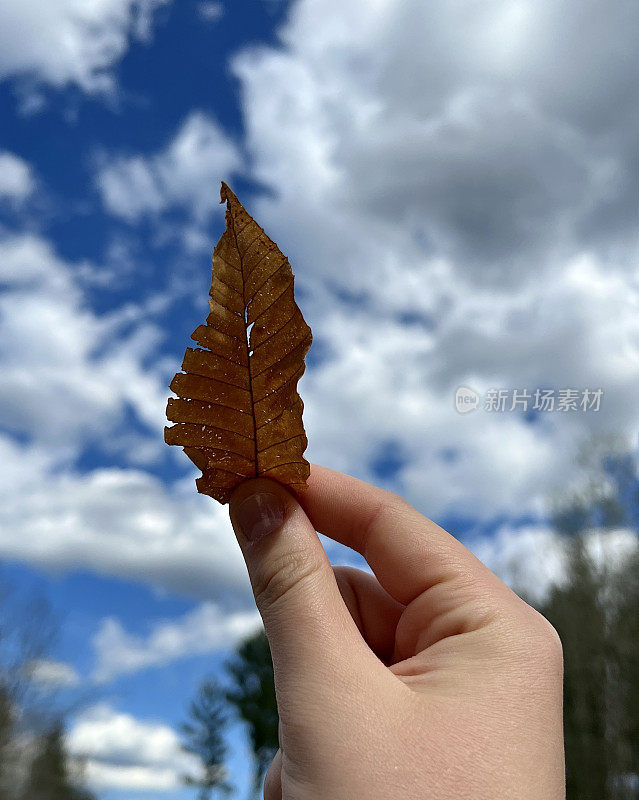 小小的干燥的棕色叶子被举向天空。