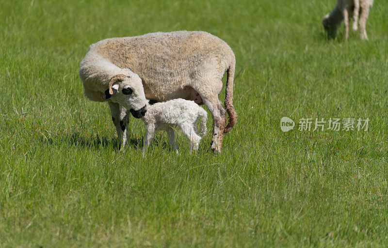 母羊和刚出生的羊羔，勉强站着