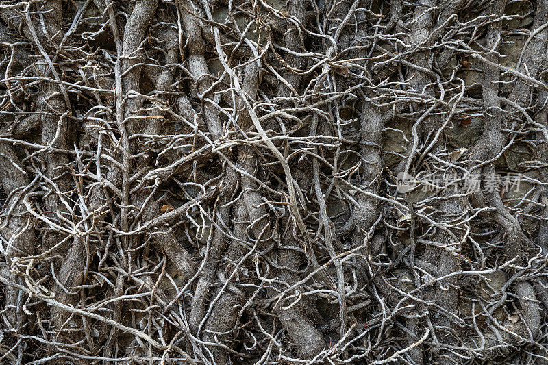 克罗地亚，格罗兹扬，墙上树枝的哥特式背景
