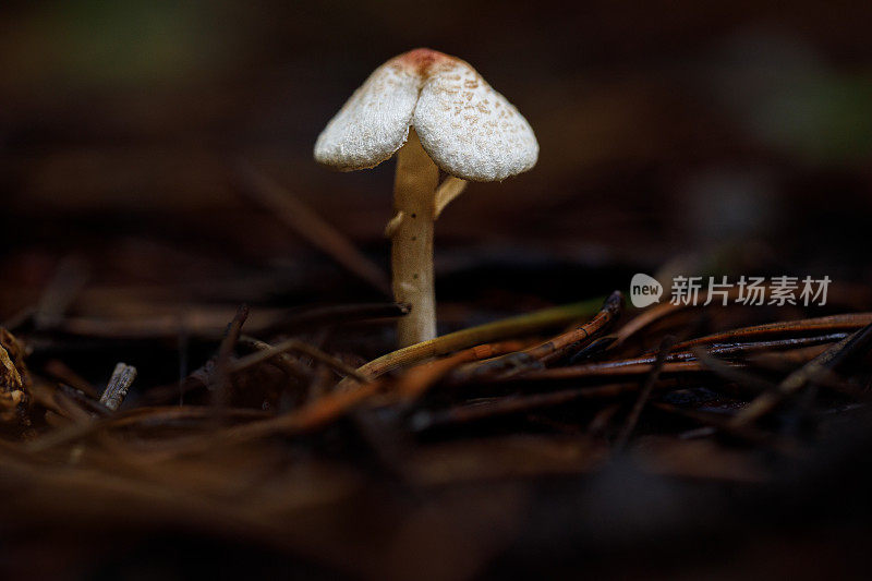 森林地面小蘑菇的宏观研究