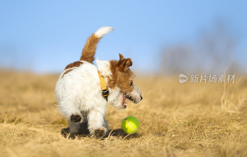 快乐活跃的狗玩网球玩具球，小狗多动症