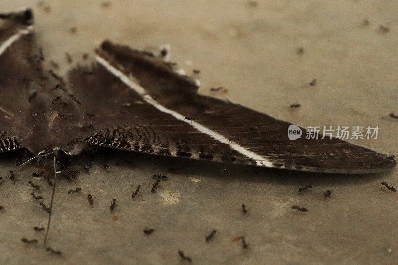 死蝴蝶被黑蚂蚁包围