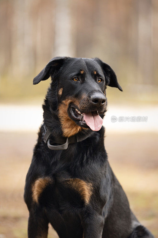 比塞隆牧羊犬坐在森林里的画像