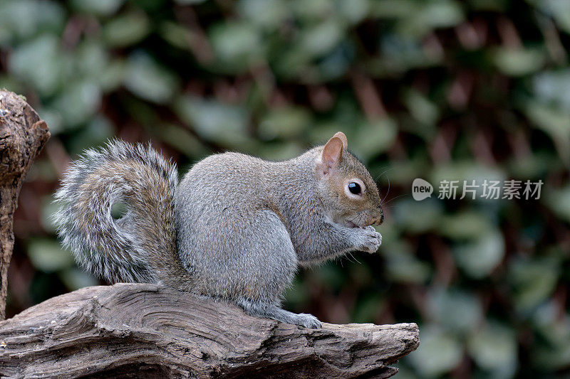 一只灰松鼠坐在木头上进食的特写