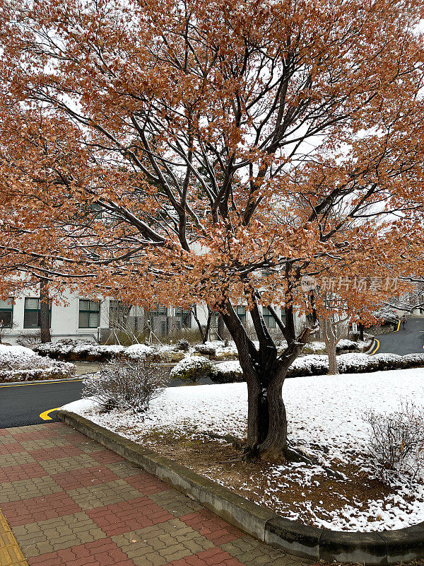 白雪覆盖的花园