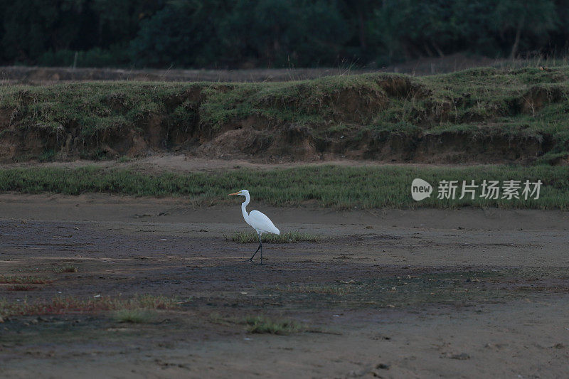 绿地里的白鹭