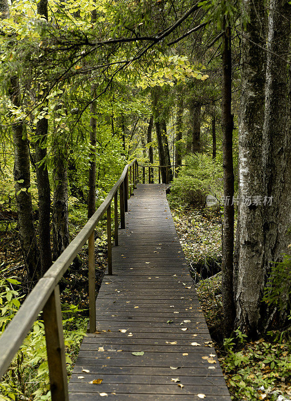 林木小径，小径于野生的绿色森林中，林木葱郁，春意盎然的自然景观