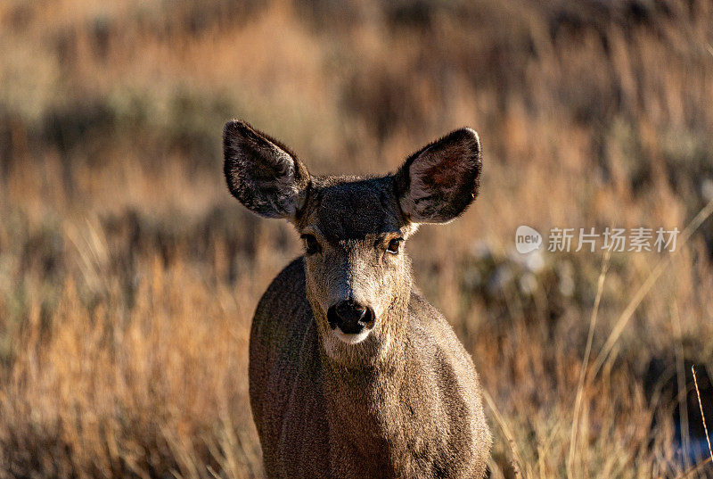 美国科罗拉多州埃斯蒂斯公园附近落基山国家公园的极端冬季地形中的野生骡鹿