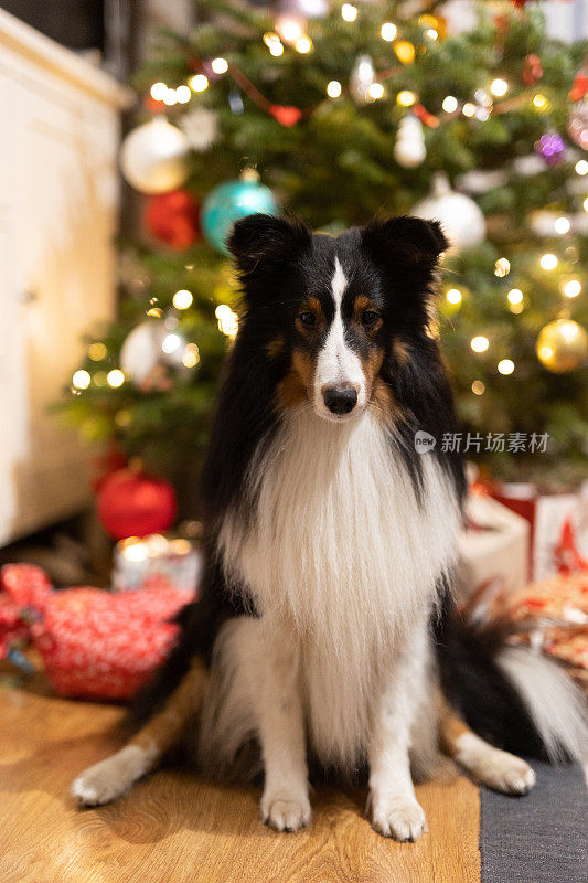 雪蒂牧羊犬对着圣诞树