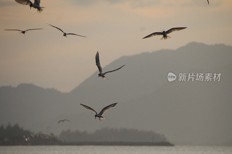 海鸥在波涛的怒吼中低飞