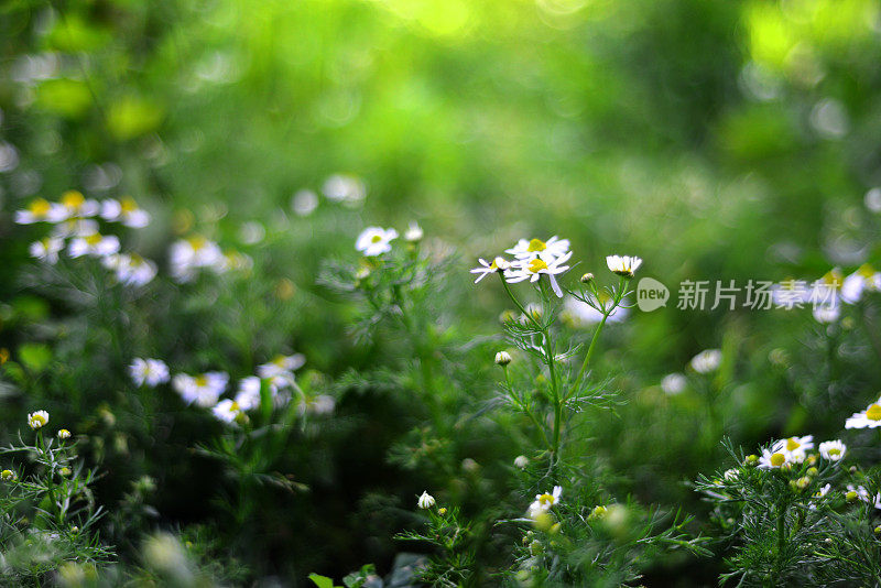 菊花菊花(洋甘菊)花