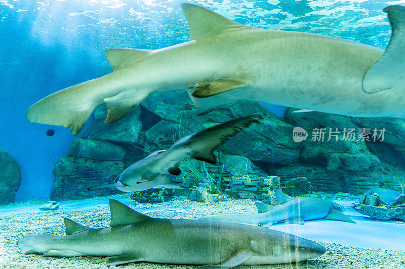 水族馆里饲养的鲨鱼