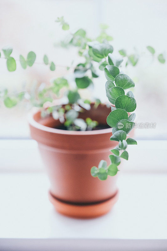 小蓝桉树植物在花盆里