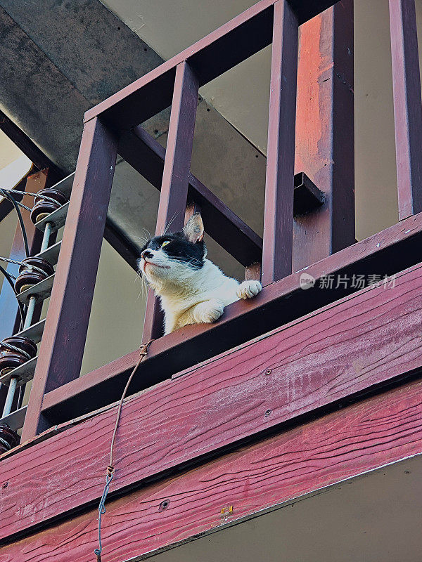 一只猫探出身子站在阳台上