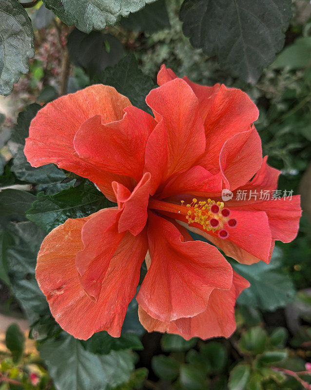 红芙蓉，俗称中国芙蓉、中国玫瑰、夏威夷芙蓉、玫瑰锦葵和鞋黑植物，是热带芙蓉的一种，是锦葵科芙蓉科部落的开花植物。