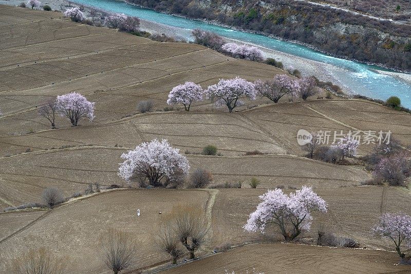 在中国西藏自治区林芝地区，一名女孩正在野外自拍。