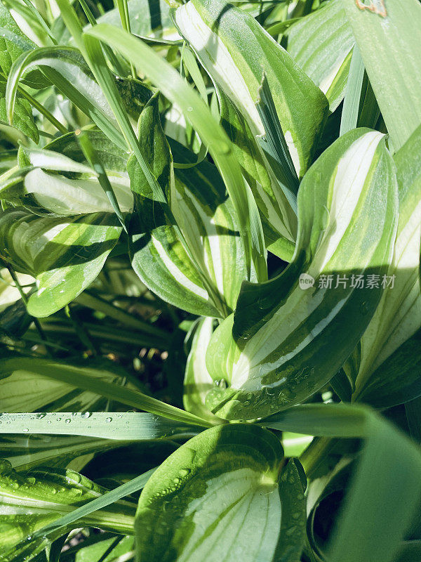玉簪属植物的叶子，绿色，带有浅条纹