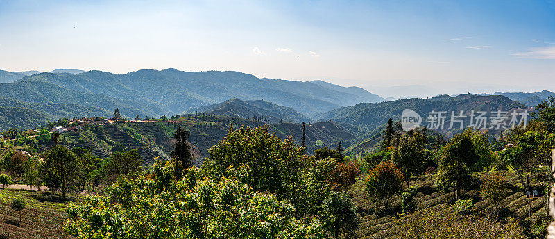 中国普洱茶博览园茶山风光