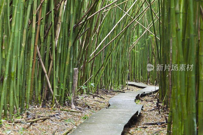 夏威夷竹林，毛伊岛