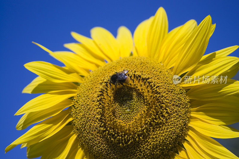大黄蜂在向日葵