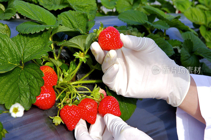 基因研究,草莓,