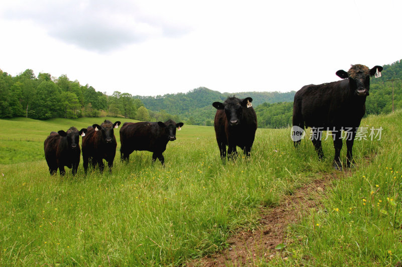 一群奶牛在田里看着摄像机