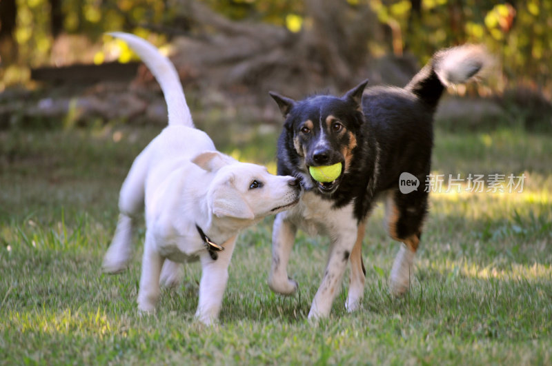 两只混种狗在外面玩网球