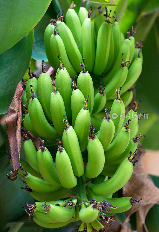 未成熟的香蕉串在香蕉树上。